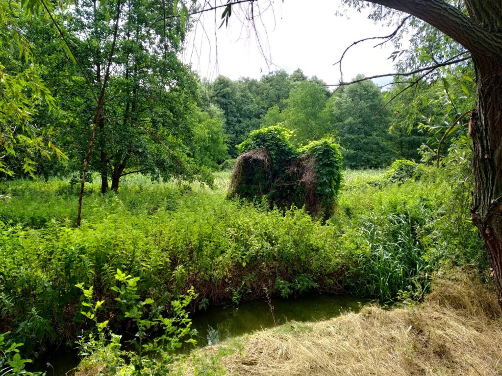 Kopřivy